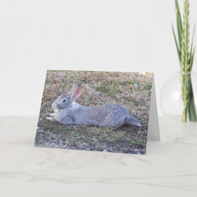 Lazy Bunny Greeting Card (Front)