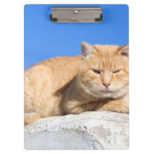 Lazy cat clipboard