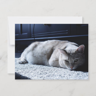 Lazy Cat Napping Postcard