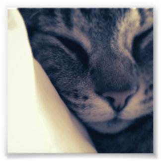 Lazy Cat Photo Print