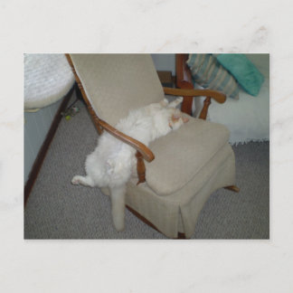 Lazy Cat Postcard