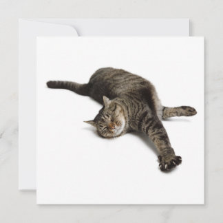 Lazy Cat Stretching Announcement