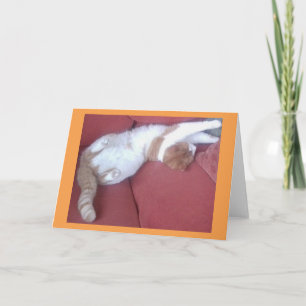 Lazy Cats 2 Photo Greeting Card - Cat Naps
