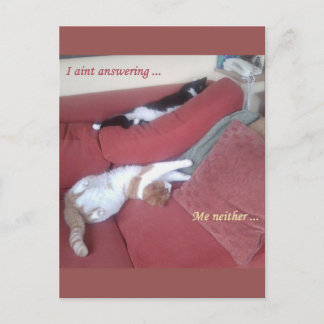 Lazy Cats Fun Postcard - Catnap