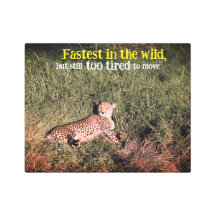 Lazy cheetah photo