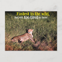 Lazy cheetah photo