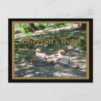 Lazy Cheetahs Postcard