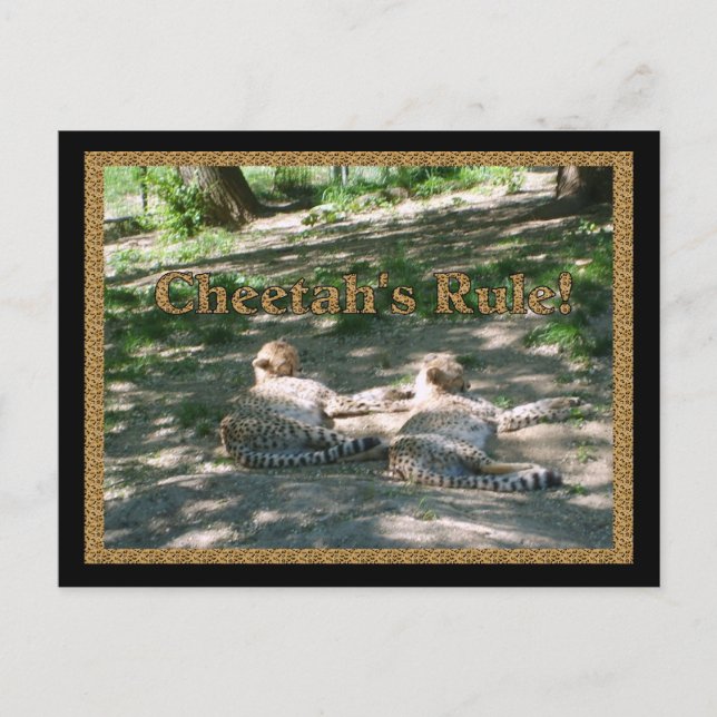 Lazy Cheetahs Postcard (Front)