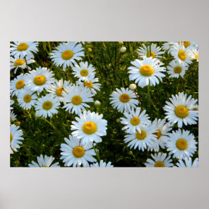 Lazy Daisy Afternoon Poster