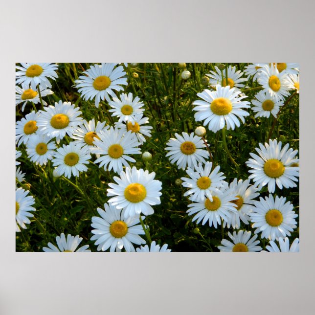 Lazy Daisy Afternoon Poster (Front)