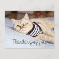 Lazy Days - Cute Kitty Cat