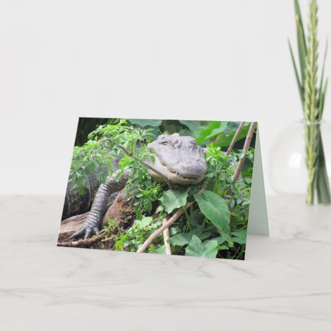 Lazy Gator - Alligator Greeting Card (Front)
