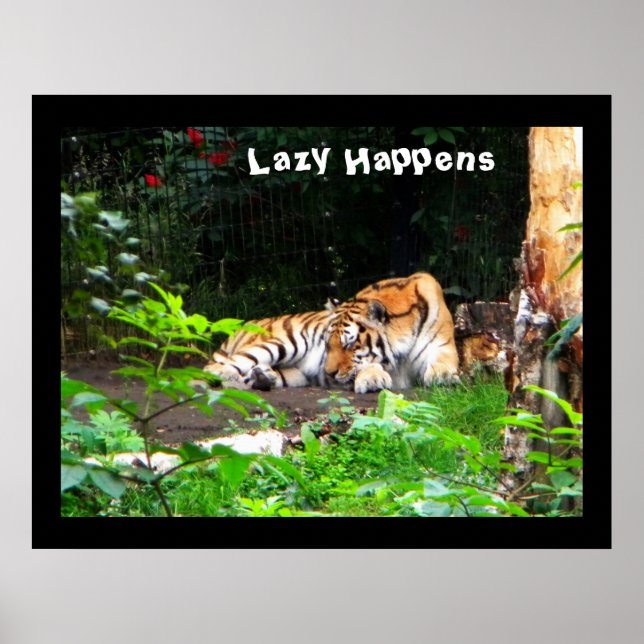 Lazy Happens Siberian Tiger Poster (Front)