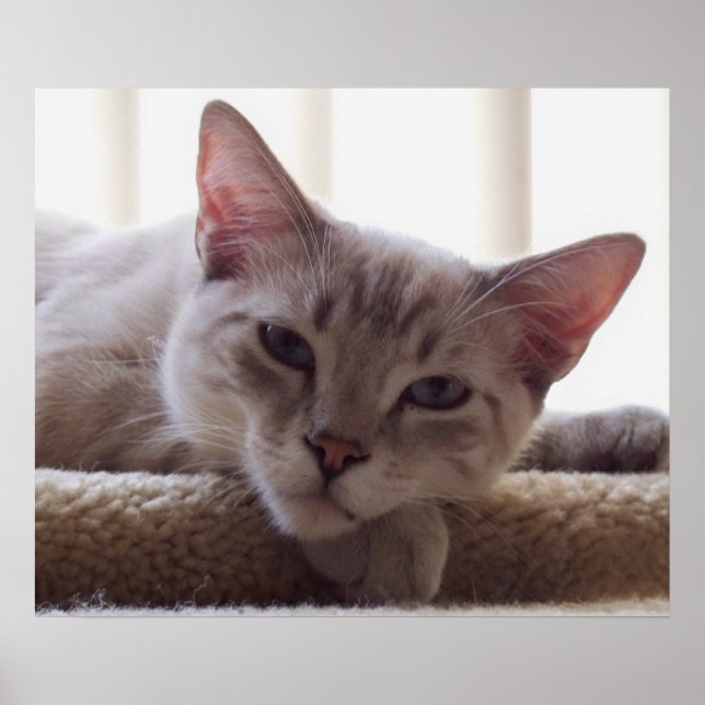 Lazy Kitten, Bengal Siamese Cat Photo 24x20 Poster (Front)