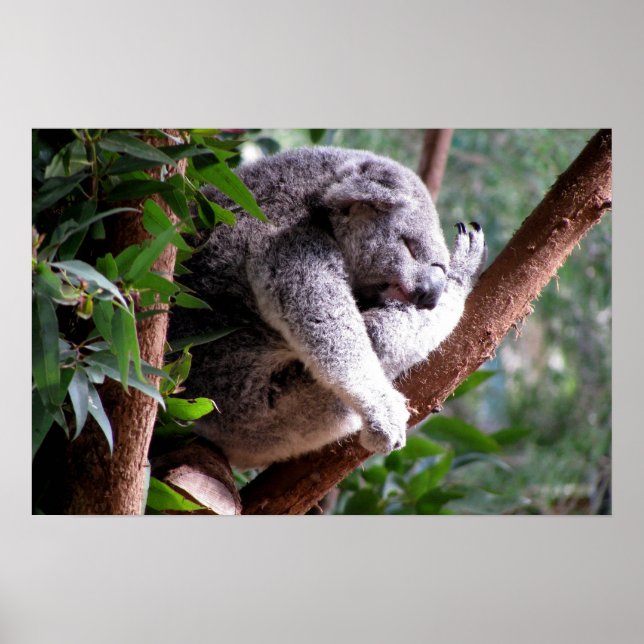 Lazy Koala Poster (Front)
