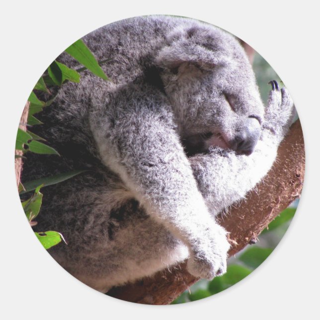 Lazy Koala Sticker (Front)