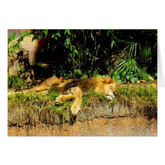 Lazy lion