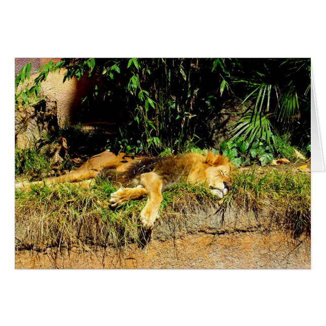 Lazy lion (Front Horizontal)