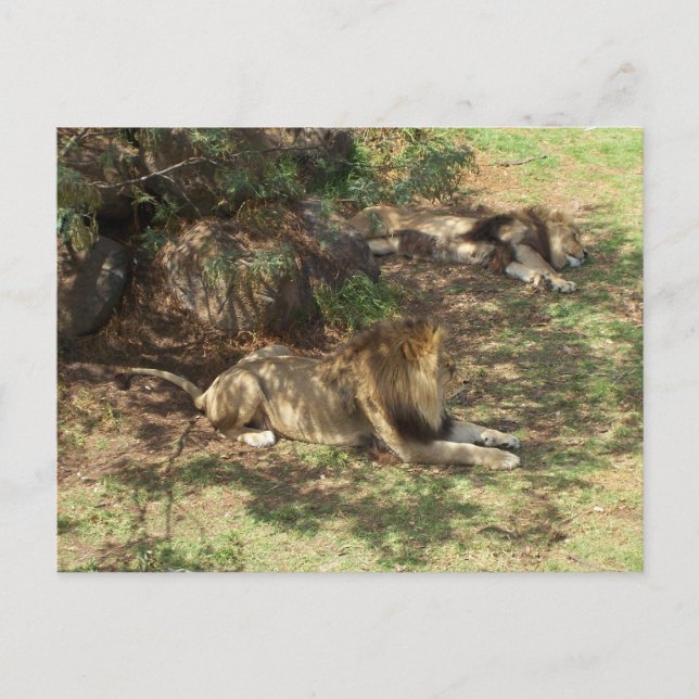 Lazy Lions Postcard (Front)