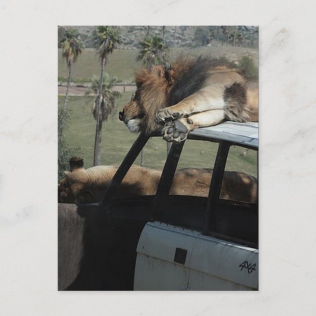 Lazy Lions Postcard (Front)