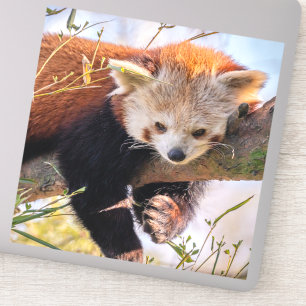 Lazy little red panda