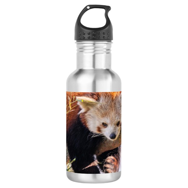 Lazy little red panda 710 ml water bottle (Front)