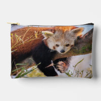 Lazy little red panda