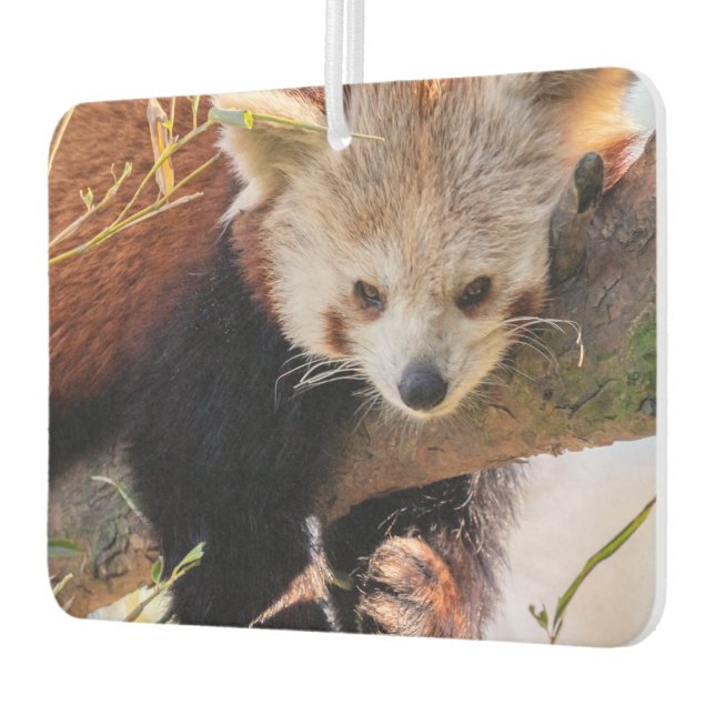 Lazy little red panda car air freshener (Left)