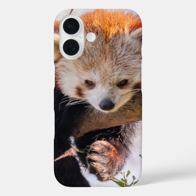 Lazy little red panda Case-Mate iPhone case (Back)