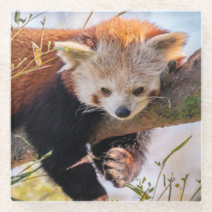 Lazy little red panda glass coaster