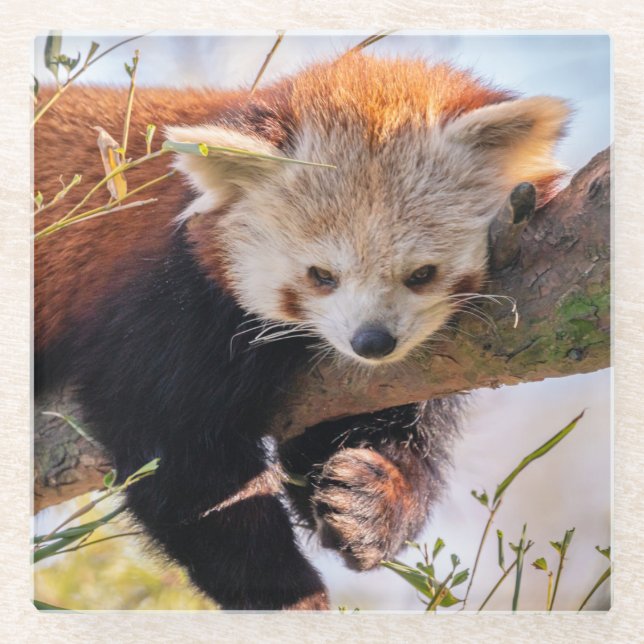 Lazy little red panda glass coaster (Front)