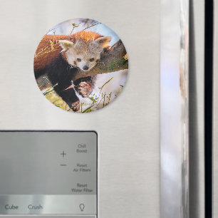 Lazy little red panda magnet