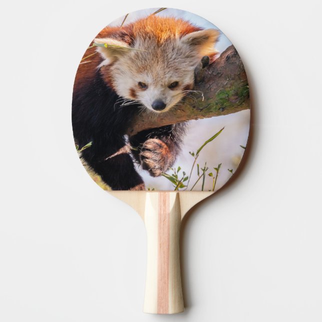Lazy little red panda ping pong paddle (Back)
