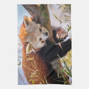 Lazy little red panda tea towel