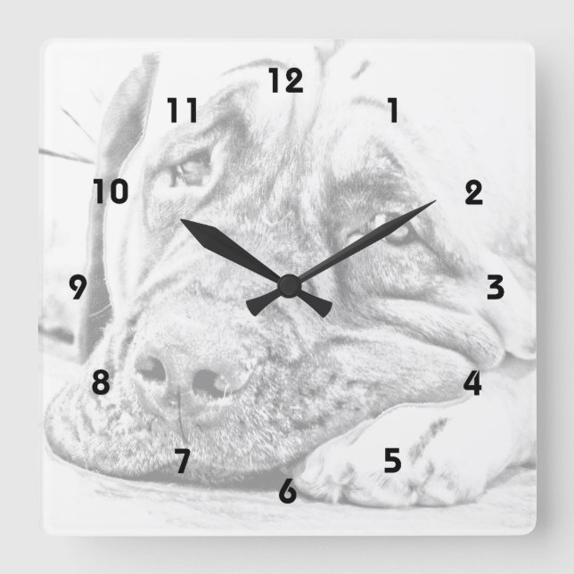 Lazy Mastiff Square Wall Clock (Front)