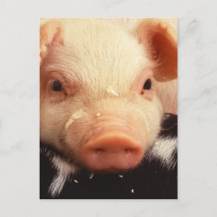 Lazy Piglet Postcard