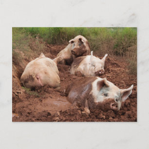 Lazy Pigs in Mud Postcard