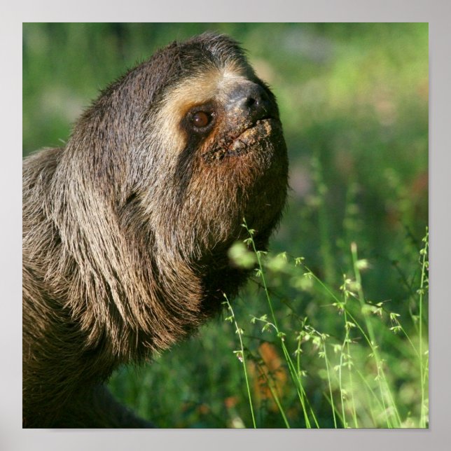 Lazy Sloth Poster (Front)