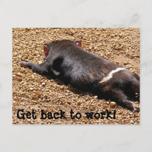 Lazy Tassie Devil Postcard