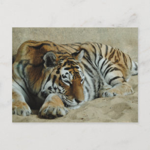 Lazy Tiger Stunning Big Cat Photo Postcard