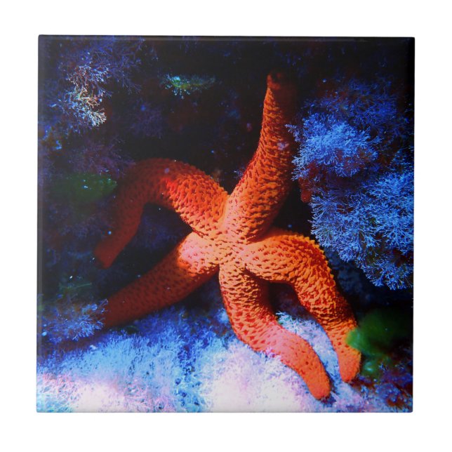 Lazy Tropical Undersea Starfish Ceramic Tile (Front)