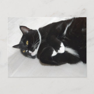 Lazy tuxedo cat postcard