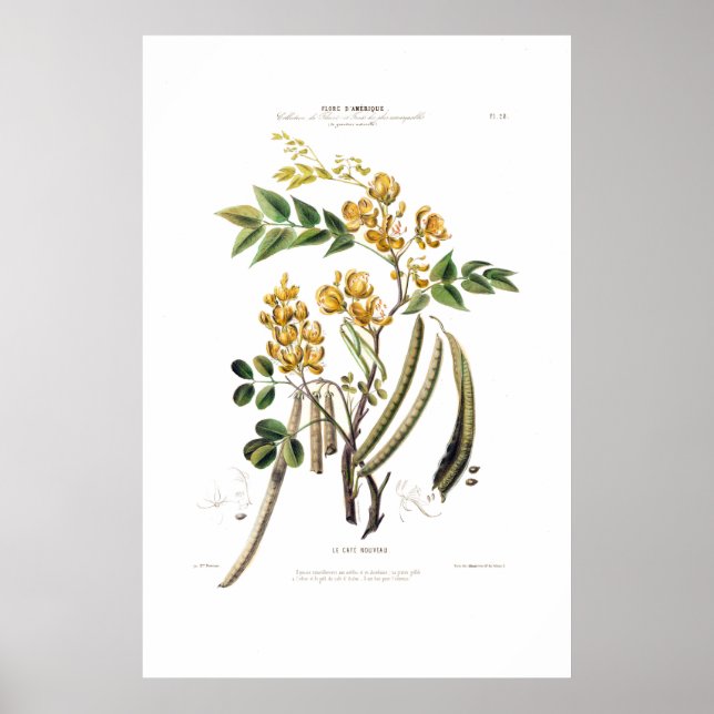 Le Cafe Nouveau Yellow Floral Botanical Amerique Poster (Front)