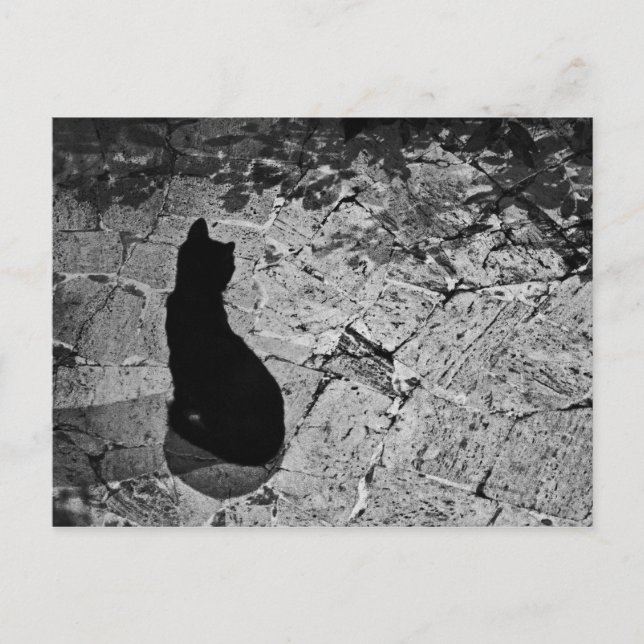 Le Chat Noir Postcard (Front)
