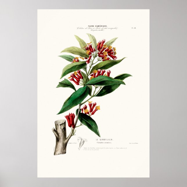 Le Giroflier Red Clove Amerique  Botanical Poster (Front)