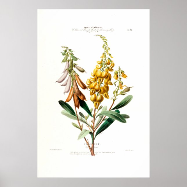 Le Jouet Golden Yellow Botanical Floral Amerique Poster (Front)