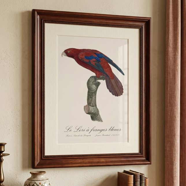Le Lori a franges bleues  Photo Print (Long-Tailed Red Lory, Trichoglossus borneus. Photo Print)