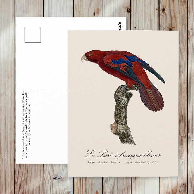 Le Lori a franges bleues  Postcard (Long-Tailed Red Lory, Trichoglossus borneus. Postcard)