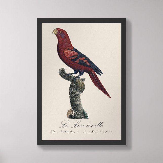 Le Lori ecaille / Blue-streaked lory  Photo Print (Creator Uploaded)