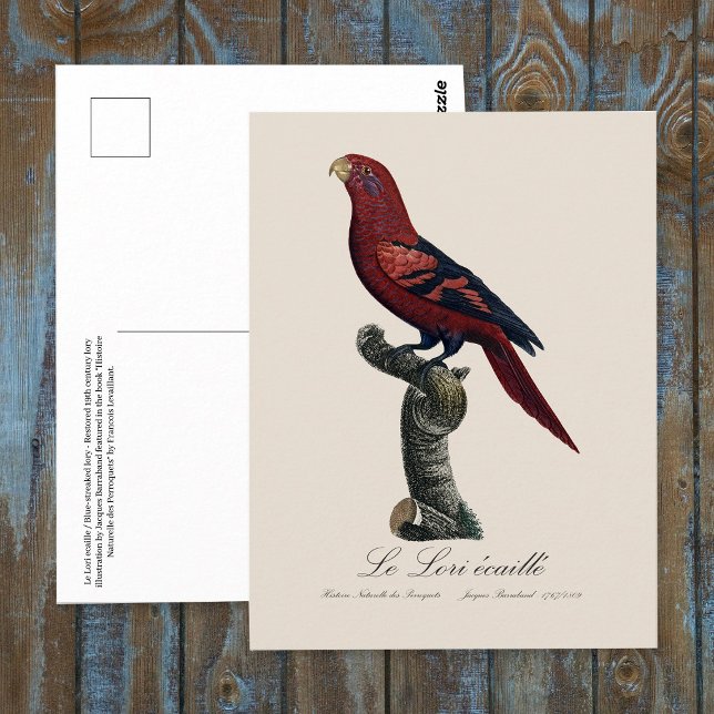 Le Lori ecaille / Blue-streaked lory  Postcard (Blue-Streaked Lory, Trichoglossus reticulatus. Postcard)